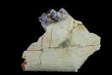 Oreodont (Merycoidodon) Jaw Section - South Dakota #157357-1